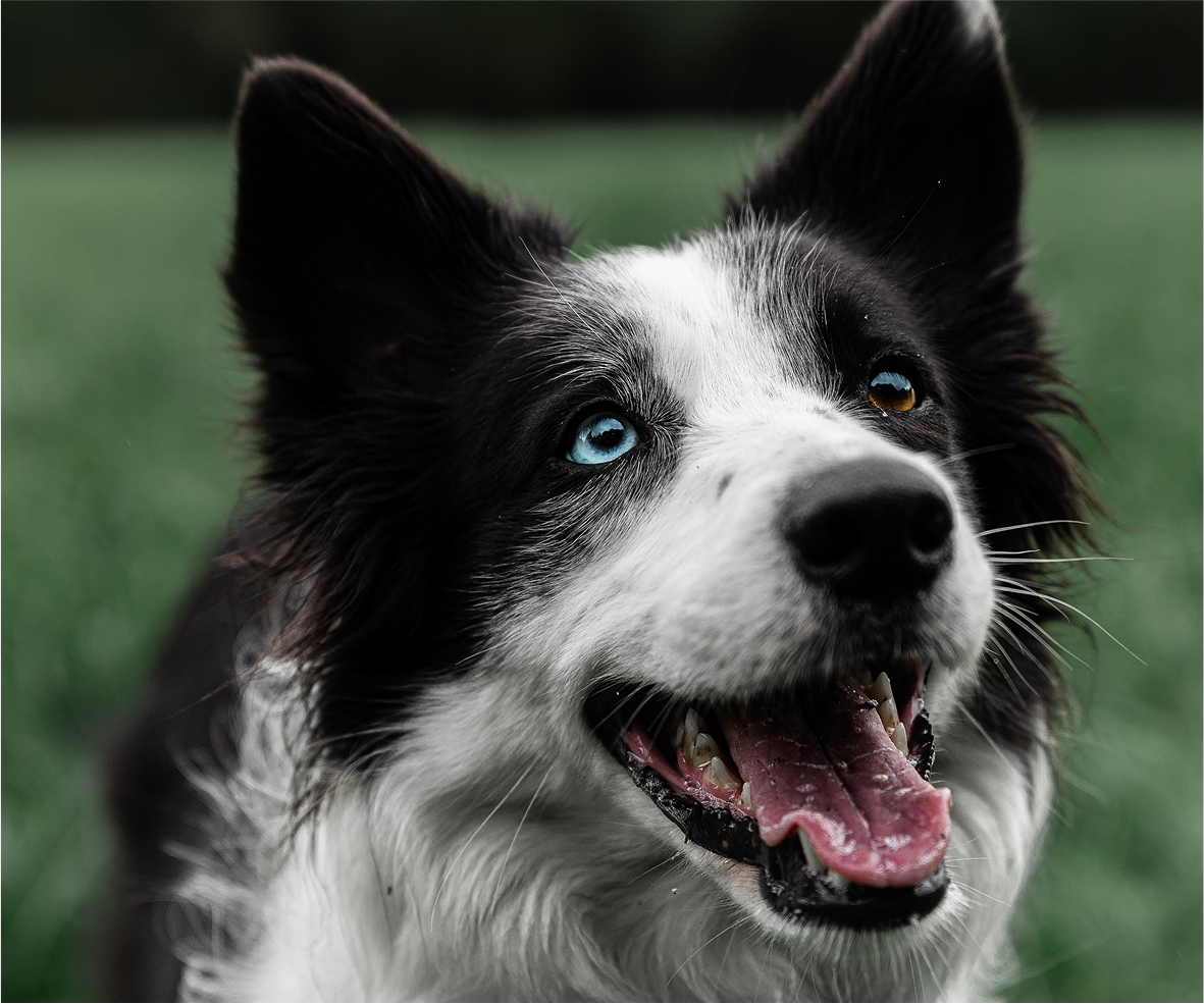 Border collie sonriendo a cámara
