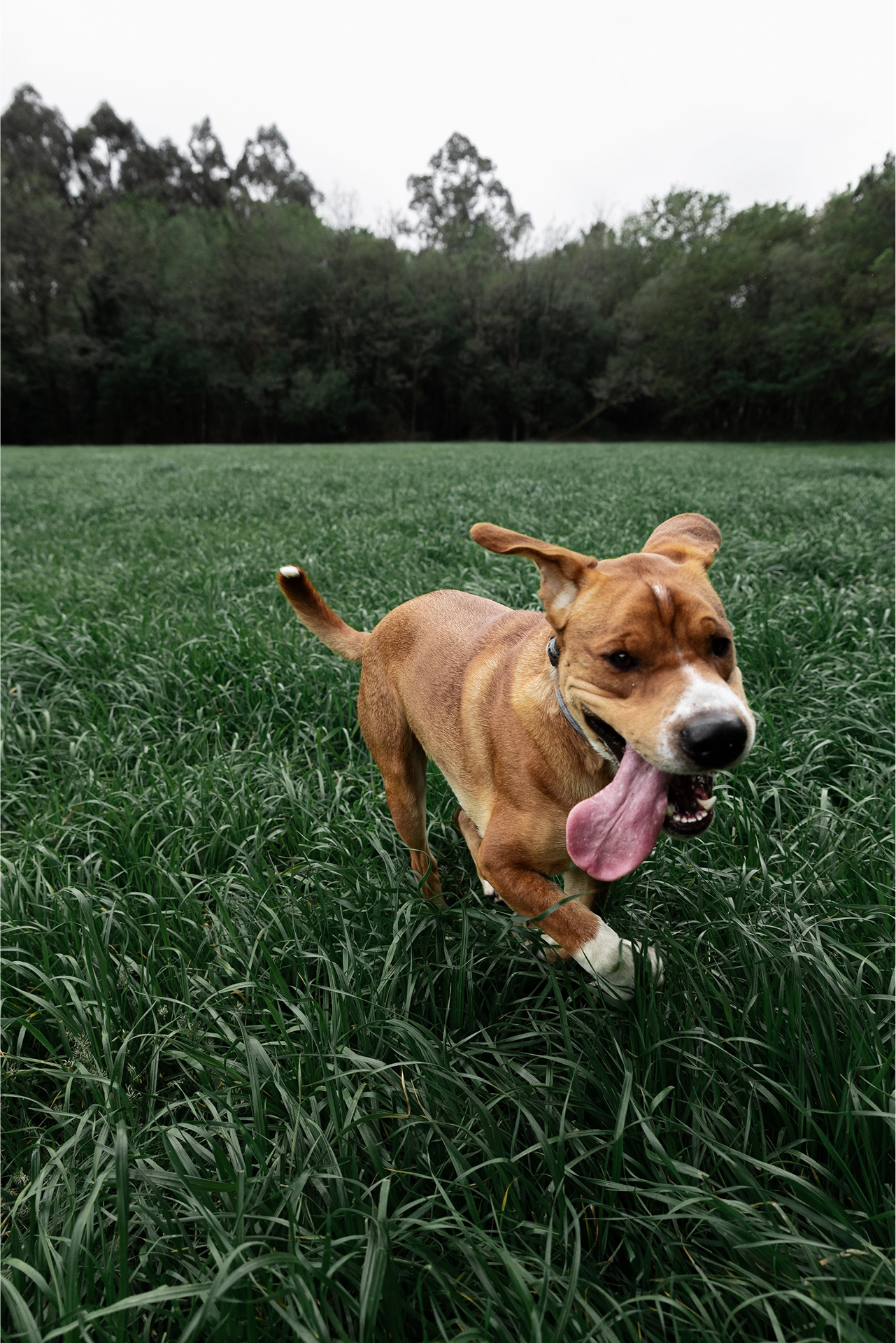 Imagen de perro corriendo