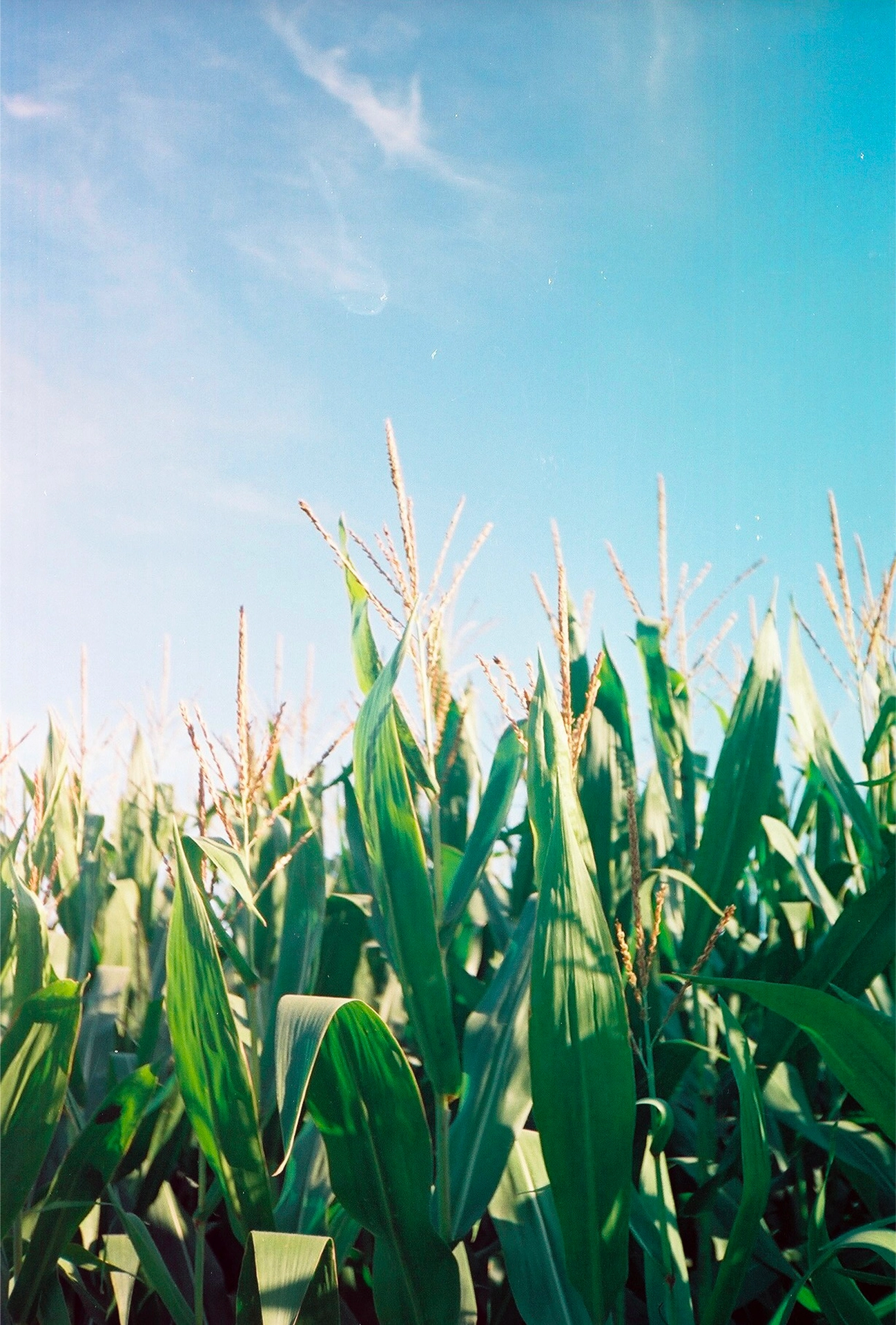 Imagen de campo maiz