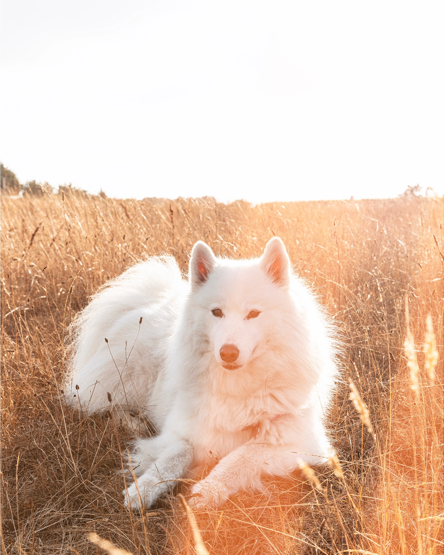 Imagen de perro tumbado campo maiz