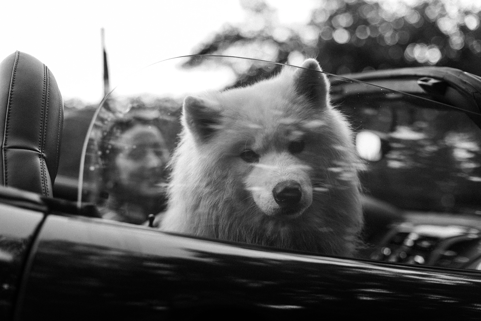 Imagen de perro coche