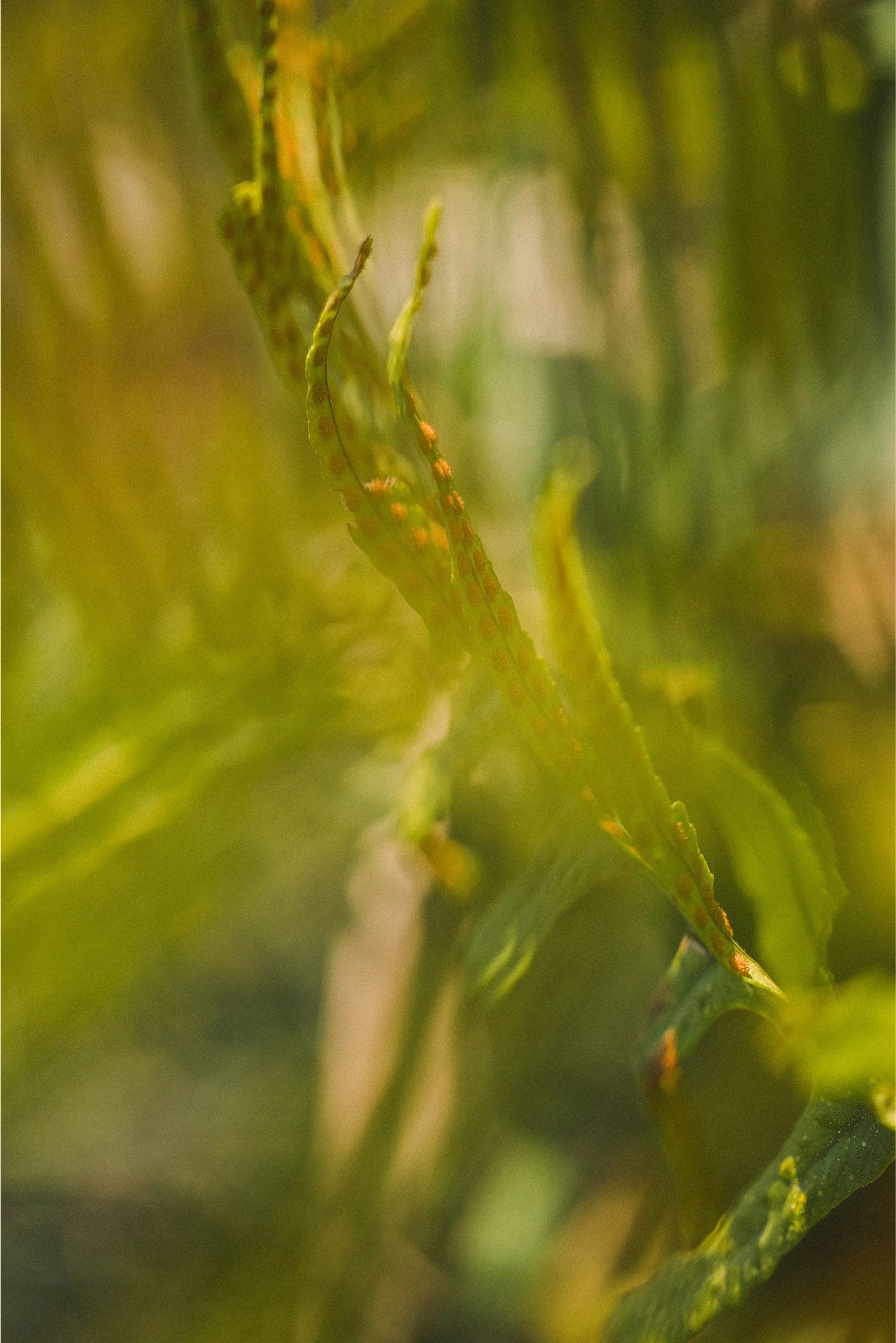 Imagen de planta detalle